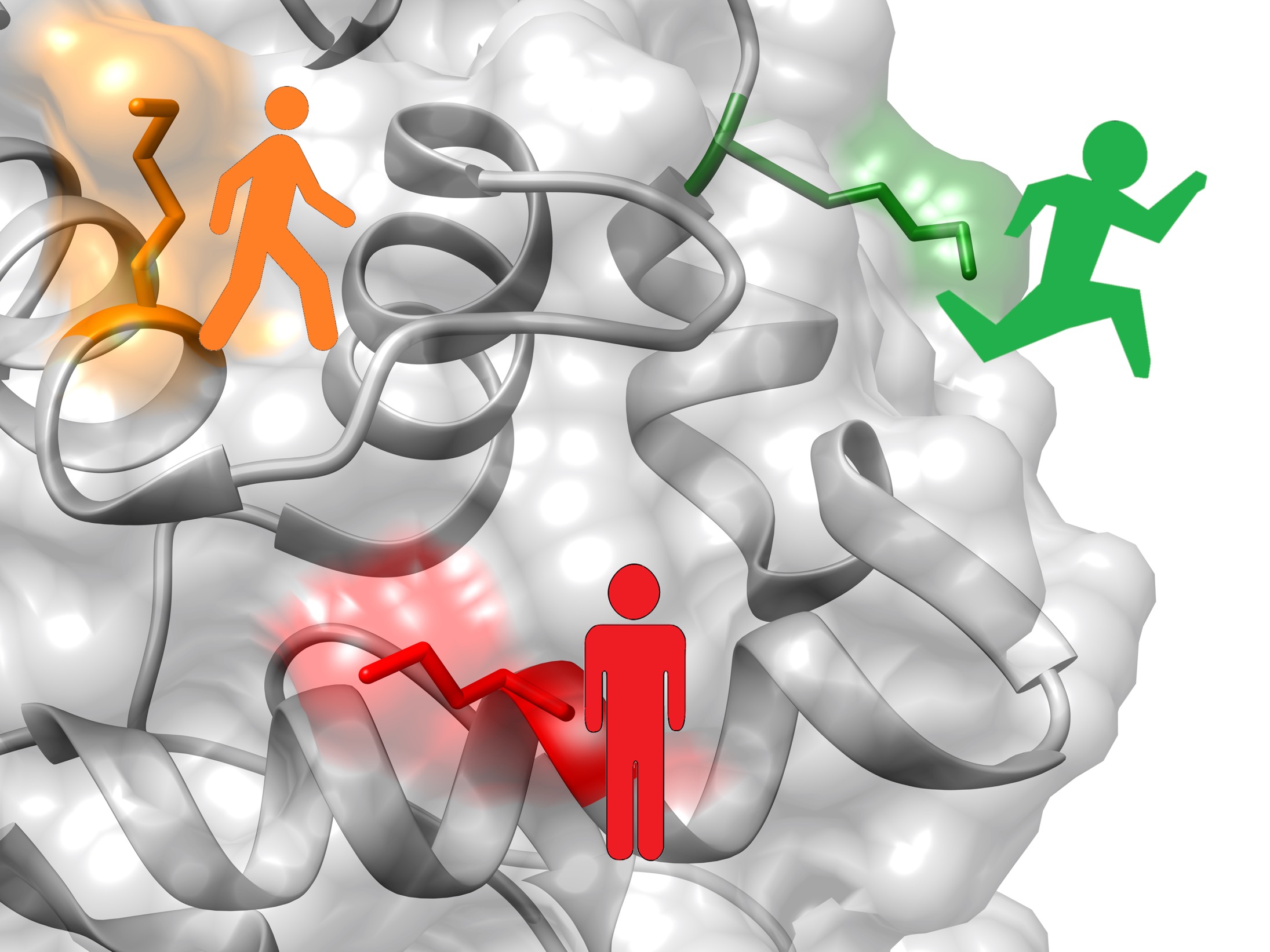 Predictable Protein-Polymer Bioconjugation illustration
