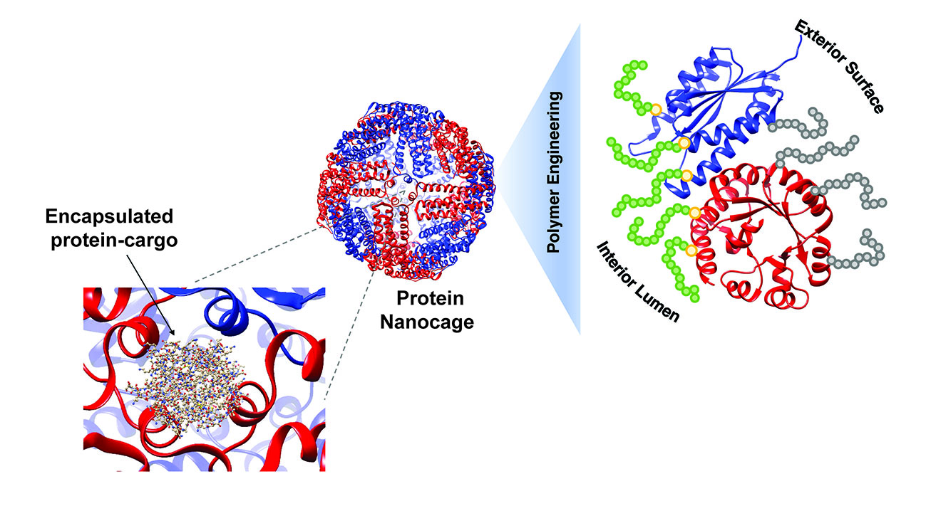 Responsive Protein Systems illustration